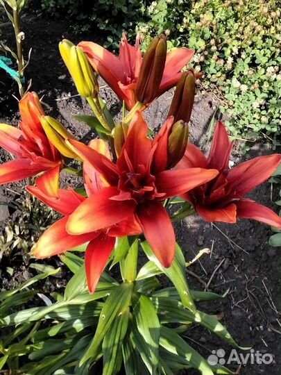 Садовые цветы