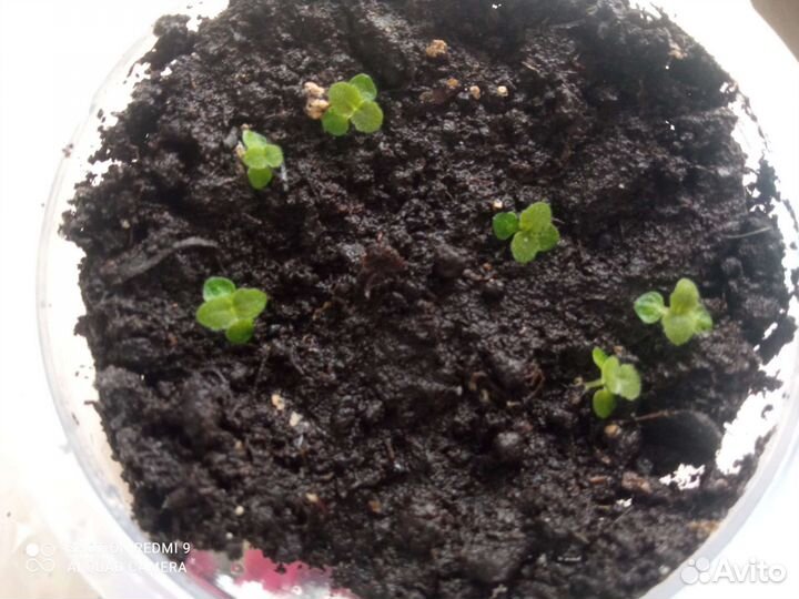 Глоксиния махровая