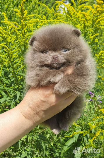 Лиловый миниi малыш