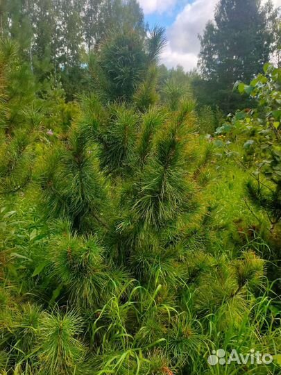 Саженцы хвойных пород деревьев
