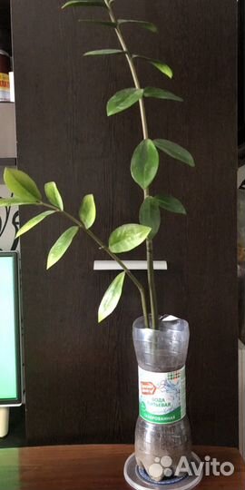 Замиокулькас, спатифиллум, орхидея-фаленопсис