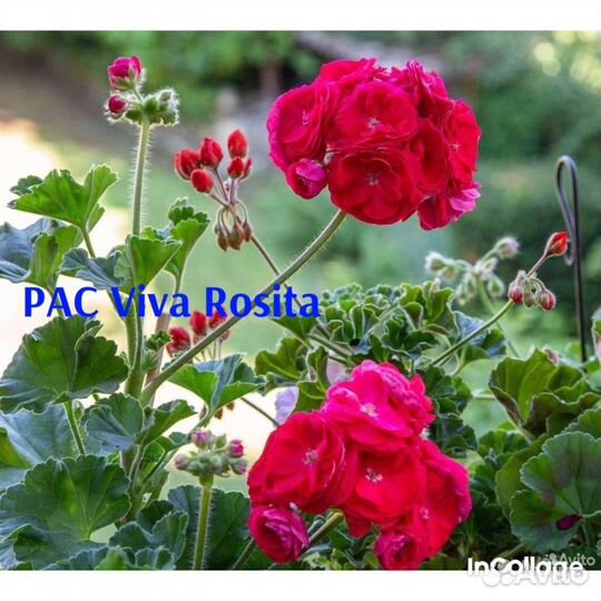 Пеларгония PAC Vica Rosita и др