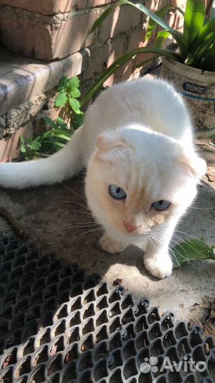 Шотландские вислоухие котята