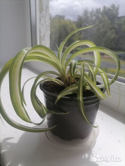 Хлорофитум кучерявый