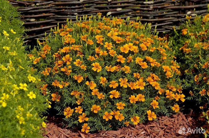 Рассада цветов 2024