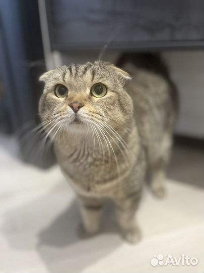 Отдам молодого котика в хорошие руки