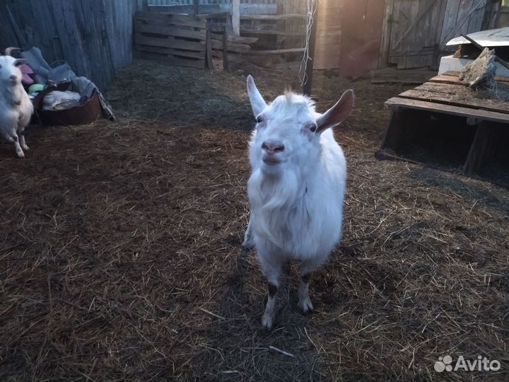 Продаётся козёл
