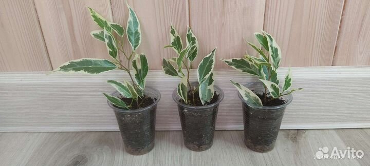 Фикус пикси, ретуза американская