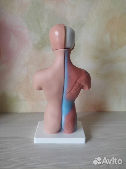 Анатомический медицинский манекен торса