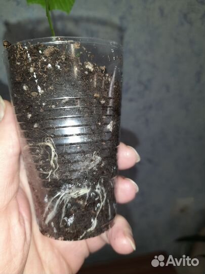 Момордика или индийский гранат