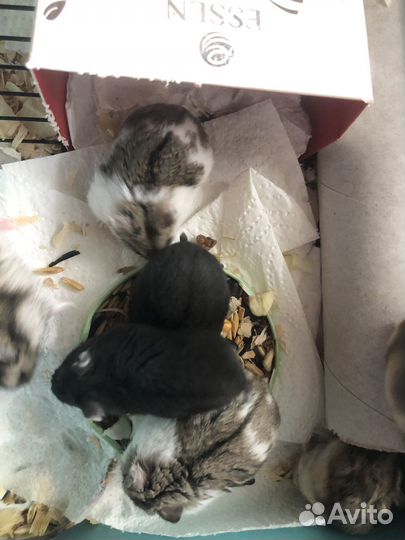 Хомяк Кэмпбелла