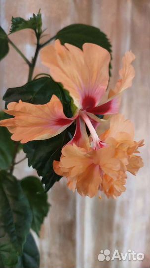 Гибискус и другое