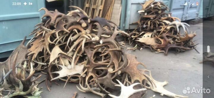 Рога на вес