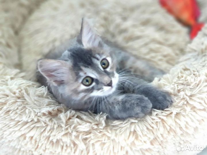 Котята в дар