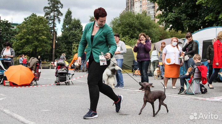 Кобель для вязки Ксоло mini