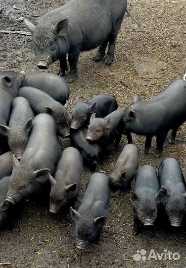 Вьетнамский вислобрюхий поросенок