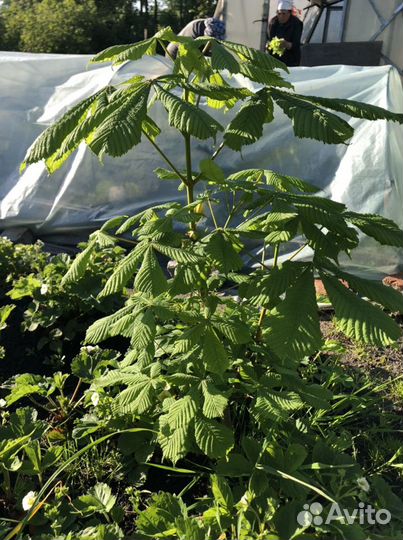 Молодые каштаны