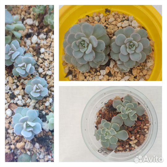 Суккуленты