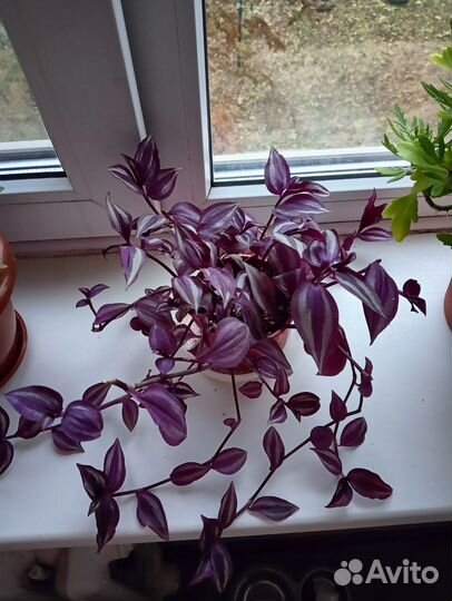 Комнатные растения