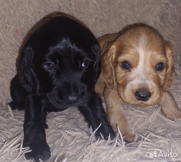 Английский кокер-спаниель