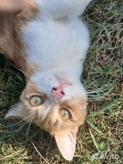 Кот рыжий
