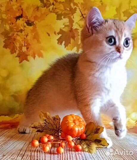 Шотландские котята