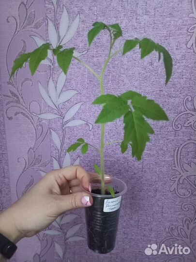 Рассада перцев и помидор