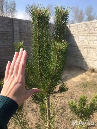 Сосна саженцы на заказ