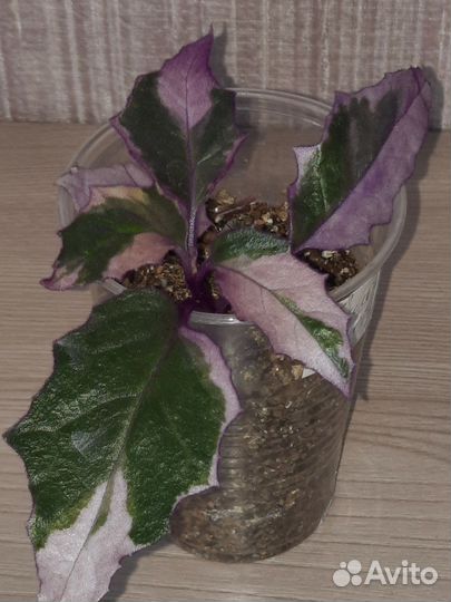 Гинура вариегатная