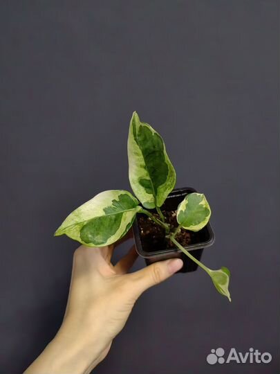 Сциндапсус неон,пиктус, золотистый,эпипремнум