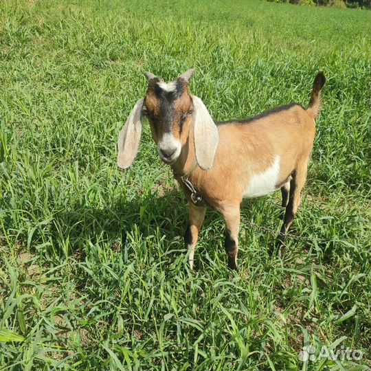 Продам козликов на племя