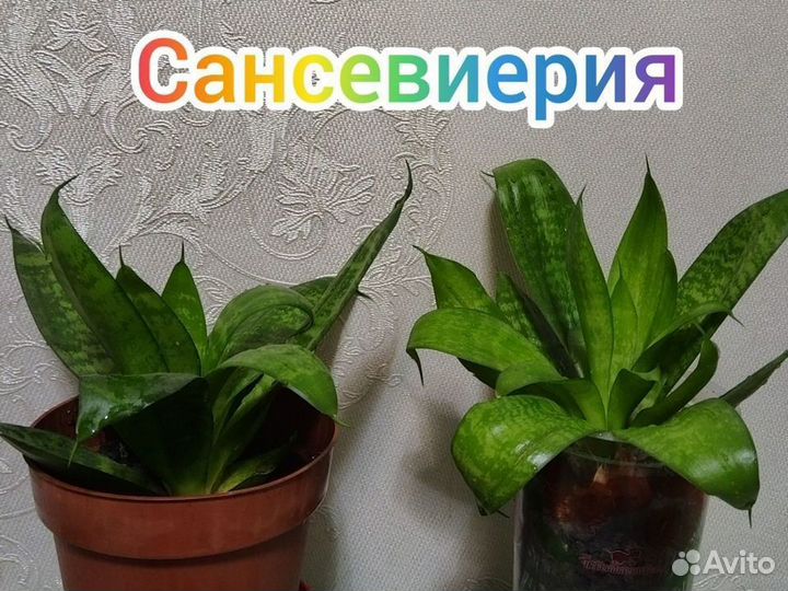 Сансевиерия ханни