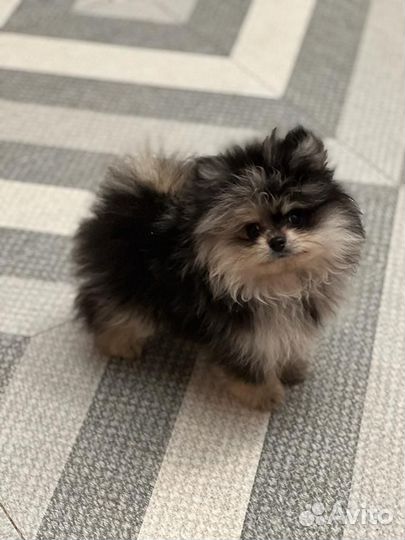 Шпиц супер мини