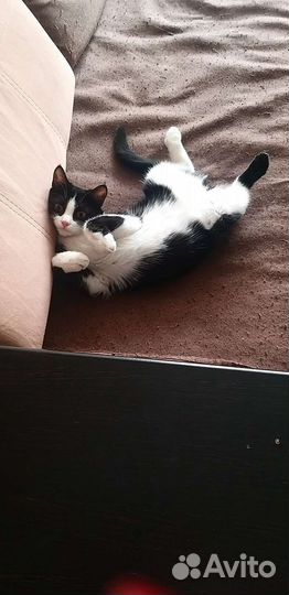 Кошечка в добрые руки