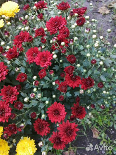 Хризантемы