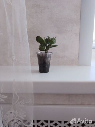 Денежное дерево толстянка крассула