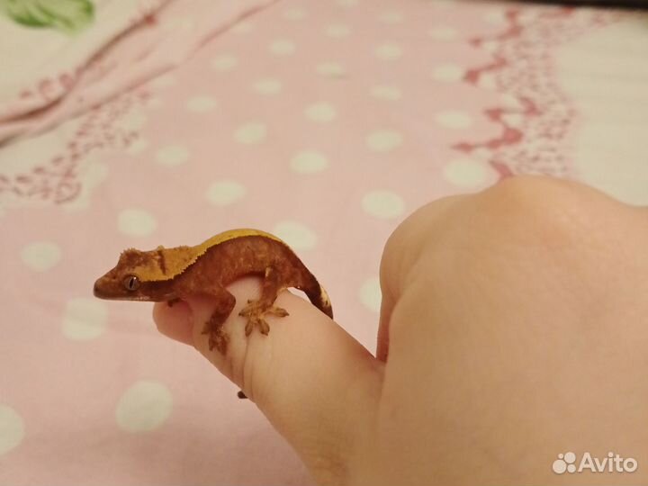 Реснитчатый бананоед