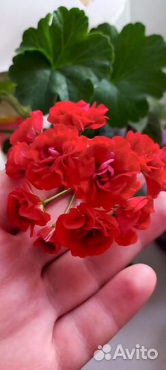 Пеларгония герань