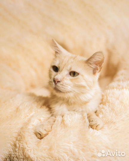 Котик Лучик