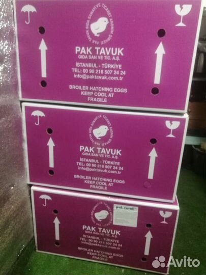 Инкубационное яйцо бройлера