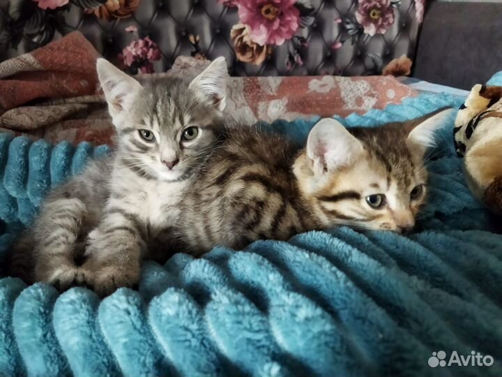 Котята в добрые руки бесплатно