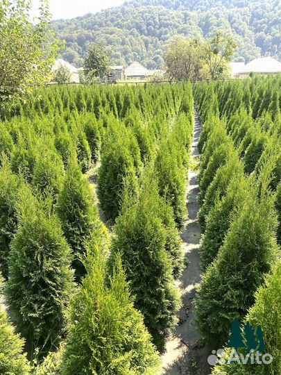 Туи смарагд экстра