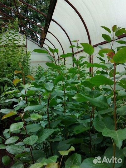 Продажа Саженцов