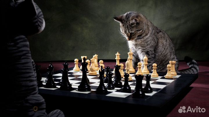 Шахматные книги