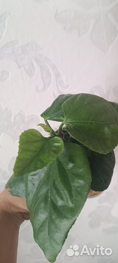 Сортовой гибискус Сердце дракона