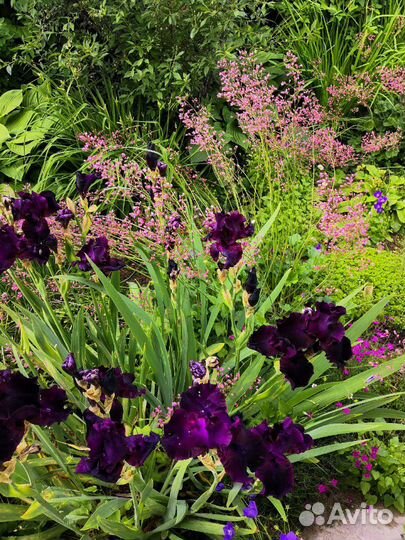 Гвоздика травянка, многолетники для сада