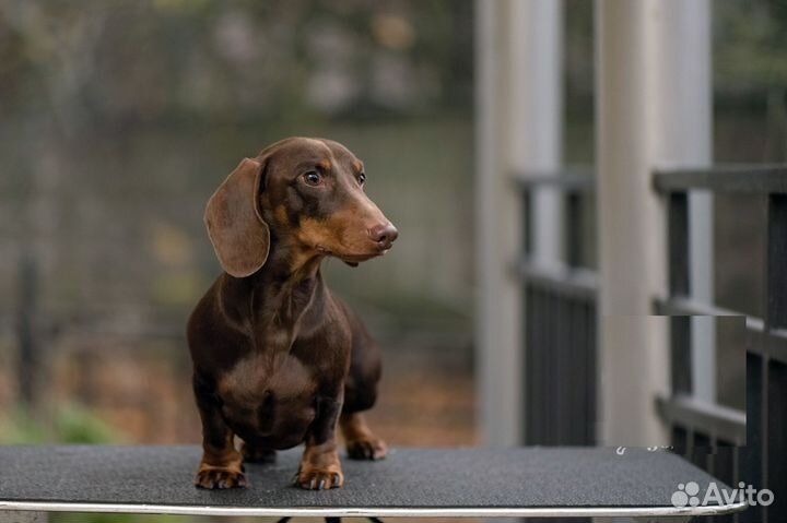 Вязка кобель такса