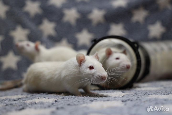Крысы-мальчики из вивария ищут дом