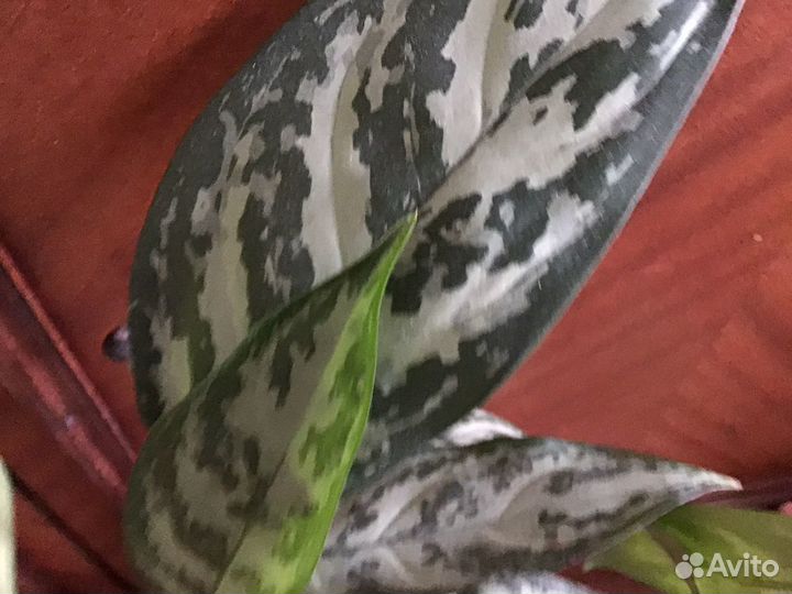 Агалонема серебряная королева