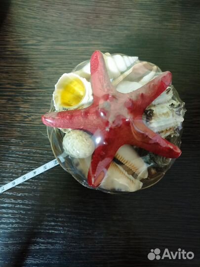 Набор морских раковин